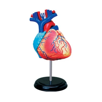 Анатомическая модель, состоящая из 2 частей, Съемный инструмент для изучения анатомической модели сердца